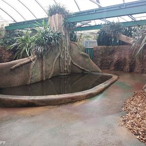 Pygmy hippo indoors