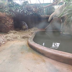 Pygmy hippo indoors