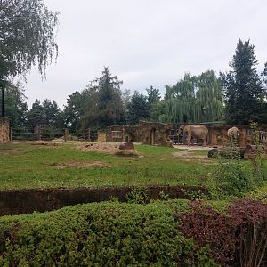 African elephant exhibit