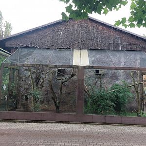 Northern talapoin outdoor exhibit