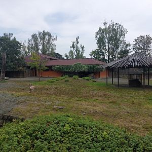 Springbok & lesser kudu exhibit