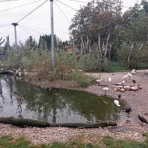 Greater flamingo aviary
