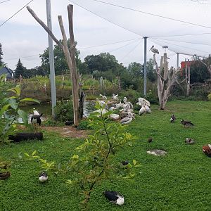 Pink-backed pelican aviary