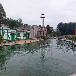 African penguin exhibit