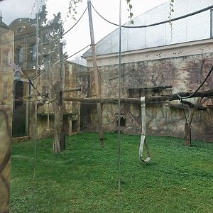 Greater spot-nosed guenon exhibit