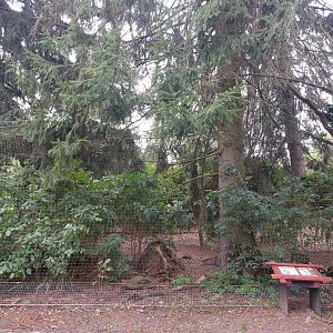 Spotted eagle owl aviary