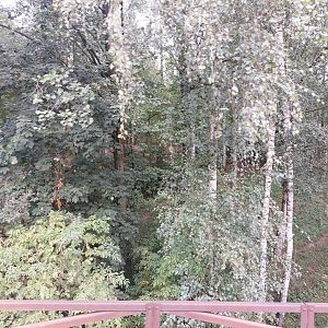 Sitatunga, Forest buffalo & great white pelican exhibit