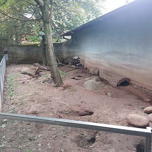 Yellow mongoose enclosure