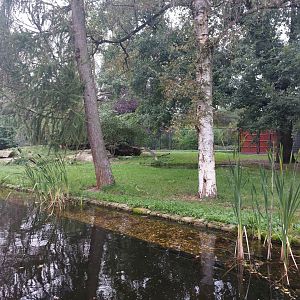 African wild dog exhibit