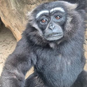 Bornean White-bearded Gibbon