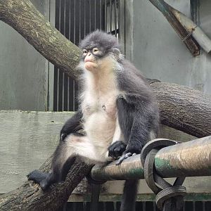 Natuna Island Surili