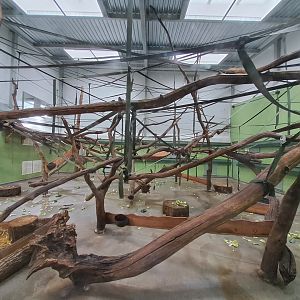 Sulawesi Crested Macaque indoor enclosure- 21/9/2024