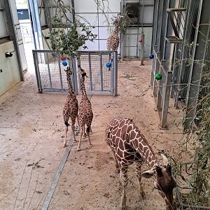 View of the 2 new calves in the Reticulated Giraffe house- 21/9/2024