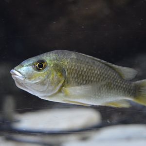 Sarotherodon knauerae