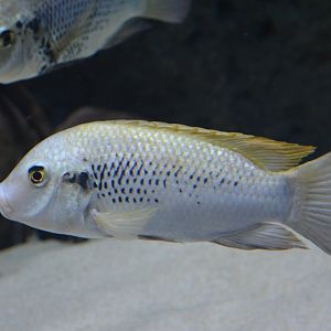 Sarotherodon galilaeus multifasciatus