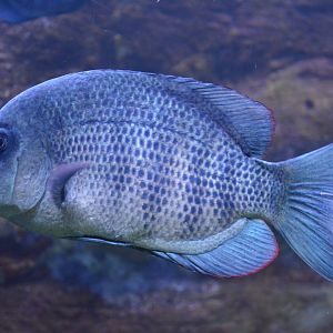 Paretroplus menarambo