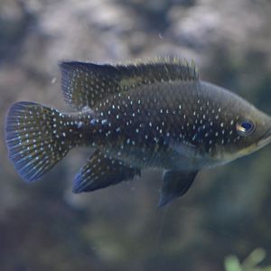 Paratilapia typus "Andapa"