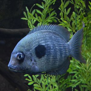 Paretroplus maculatus