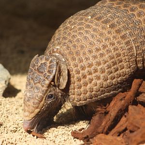 Southern three-banded Armadillo (Tolypeutes matacus)