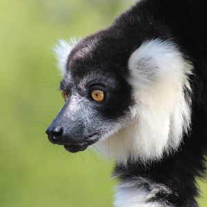 Black-and-white ruffed Lemur (Varecia variegata)