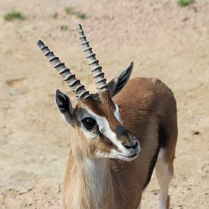 Thomson's Gazelle (Eudorcas thomsonii)