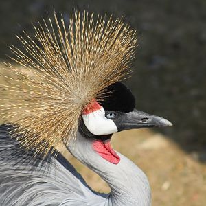 Grey crowned Crane (Balearica regulorum)