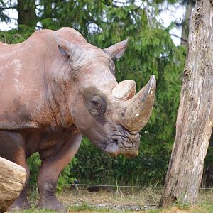 Mazungu- Southern White Rhino bull- 21/9/2024