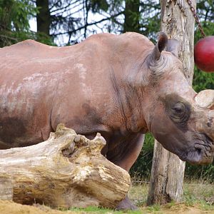 Mazungu- Southern White Rhino bull- 21/9/2024