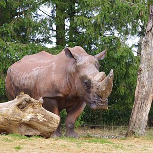 Mazungu- Southern White Rhino bull- 21/9/2024