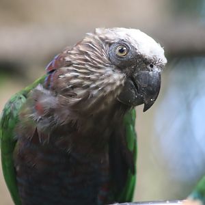 Hawk-headed Parrot - 7 July 2024