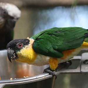 Black-headed Parrot - 7 July 2024