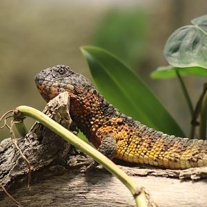 Chinese Crocodile Lizard - 7 July 2024