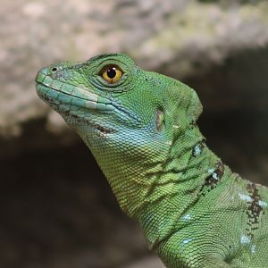 Green Basilisk - 7 July 2024