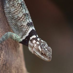 Blue Spiny Lizard- 7 July 2024