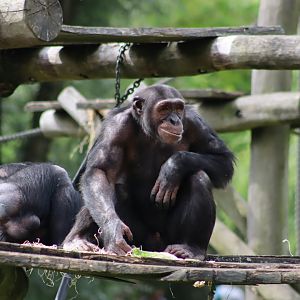 Chimpanzee - 7 July 2024