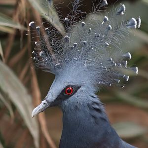 Victoria Crowned Pigeon - 7 July 2024