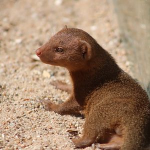 Dwarf Mongoose - 7 July 2024
