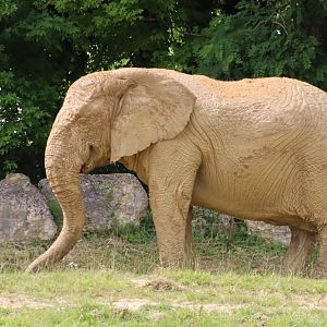 African Bush Elephant - 7 July 2024