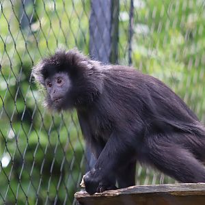 Javan Langur - 7 July 2024