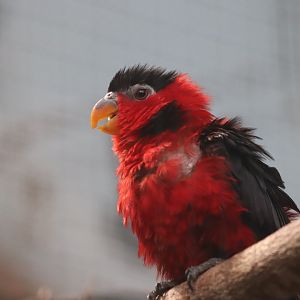Yellow-bibbed Lory - 7 July 2024