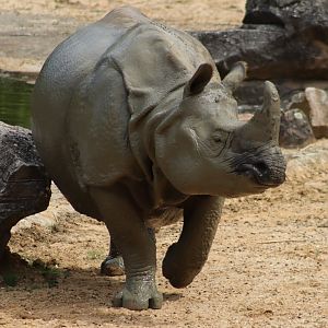 Indian Rhinoceros - 7 July 2024