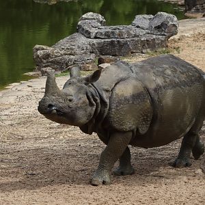 Indian Rhinoceros - 7 July 2024