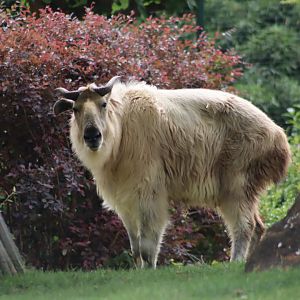 Golden Takin - 7 July 2024