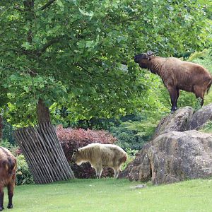 Golden Takin and Mishmi Takins - 7 July 2024