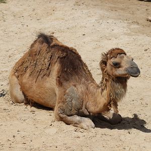 Dromedary Camel - 7 July 2024
