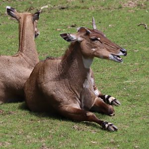 Nilgai - 7 July 2024