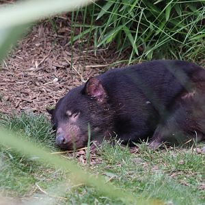 Tasmanian Devil - 7 July 2024