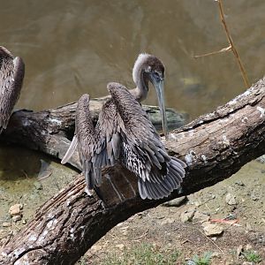 Eastern Brown Pelican - 7 July 2024