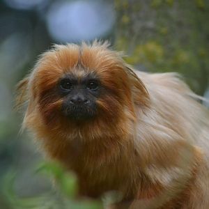 Golden lion tamarin