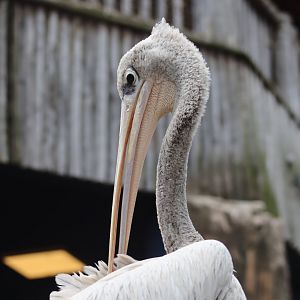 Pink-backed Pelican - 7 July 2024